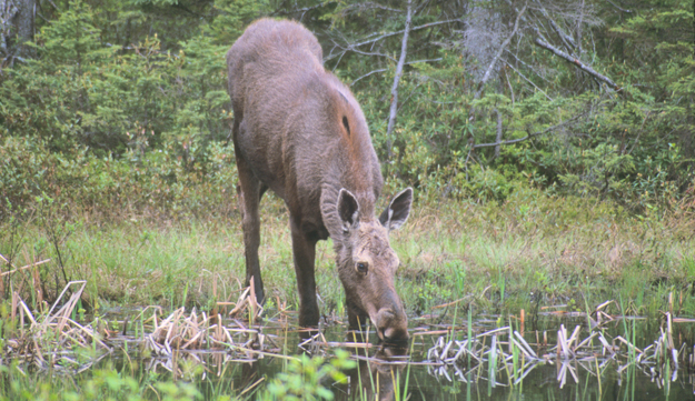 Did you know that Newberry is the official "Moose Capital of the State of Michigan"?  Moose are very elusive creatures, but most sightings of area moose (within Luce County and Newberry MI) occur in the Tahquamenon State Park. The area and terrain is immense and a perfect setting for the lifestyle of the moose.